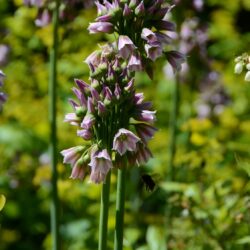 Nectaroscordum siculum