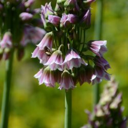 Nectaroscordum siculum