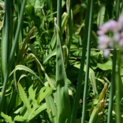 Nectaroscordum siculum