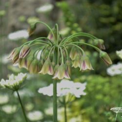 Nectaroscordum siculum