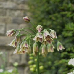 Nectaroscordum siculum