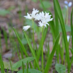 Scilla siberica Alba