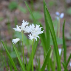 Scilla siberica Alba