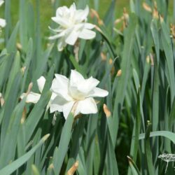 Narcissus White Medal