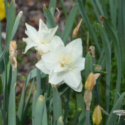 Narcissus White Medal