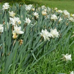 Narcissus White Medal