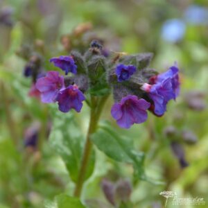 Pulmonaria Diane Clare