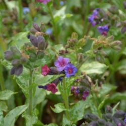 Pulmonaria Diane Clare