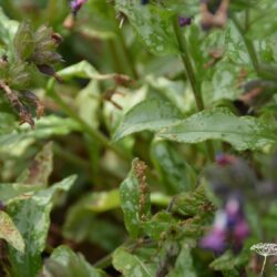 Pulmonaria Diane Clare