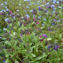 Pulmonaria Diane Clare