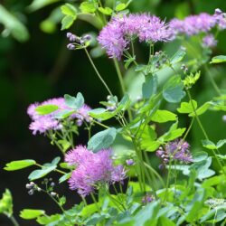 Thalictrum aquilegifolium Thundercloud