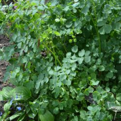 Thalictrum aquilegifolium Thundercloud