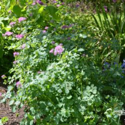 Thalictrum aquilegifolium Thundercloud