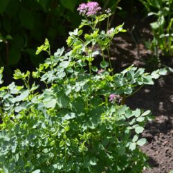 Thalictrum aquilegifolium Thundercloud