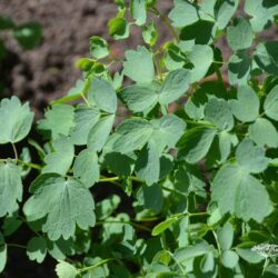 Thalictrum aquilegifolium Thundercloud