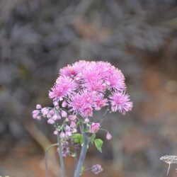 Thalictrum aquilegifolium Thundercloud