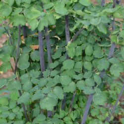 Thalictrum aquilegifolium Thundercloud