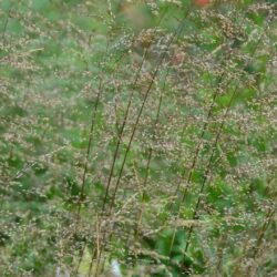 Deschampsia ceaspitosa Schottland