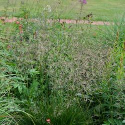 Deschampsia ceaspitosa Schottland