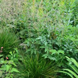 Deschampsia ceaspitosa Schottland