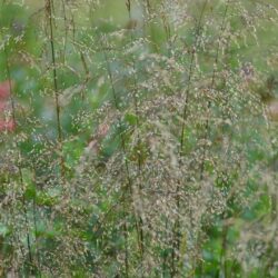 Deschampsia ceaspitosa Schottland