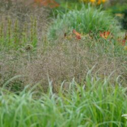 Deschampsia ceaspitosa Schottland