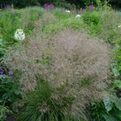 Deschampsia ceaspitosa Schottland