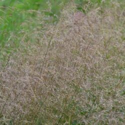 Deschampsia ceaspitosa Schottland