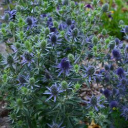 Eryngium planum Blue Hobbit