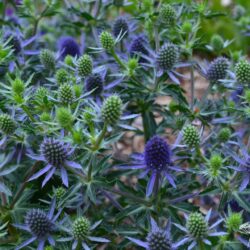 Eryngium planum Blue Hobbit