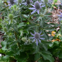 Eryngium planum Blue Hobbit