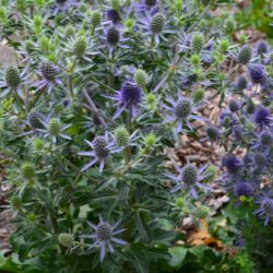 Eryngium planum Blue Hobbit