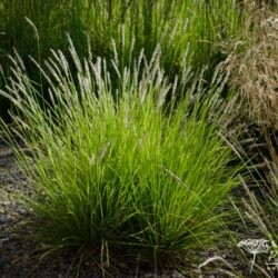 Sesleria autumnalis