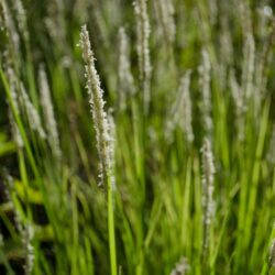 Sesleria autumnalis