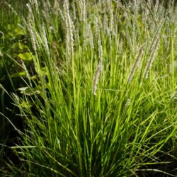 Sesleria autumnalis