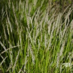 Sesleria autumnalis