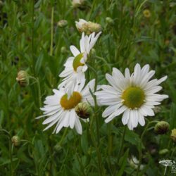 Leucanthemella serotina