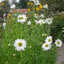 Leucanthemella serotina