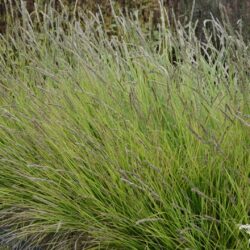 Sesleria autumnalis