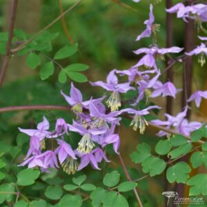 Thalictrum delavayi var. decorum