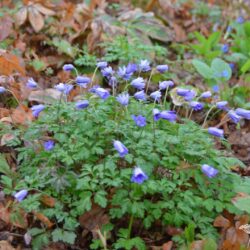 Anemone apennina