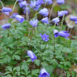 Anemone apennina