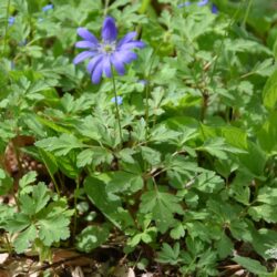 Anemone apennina