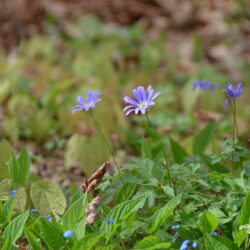 Anemone apennina