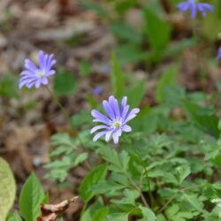 Anemone apennina