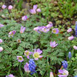 Anemone blanda Violet Star