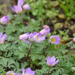 Anemone blanda Violet Star