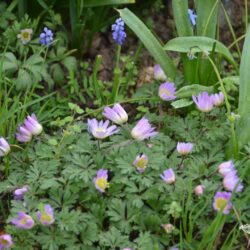 Anemone blanda Violet Star