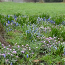 Anemone blanda Violet Star