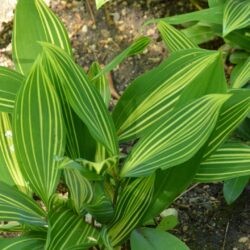 Convallaria majalis Albostriata